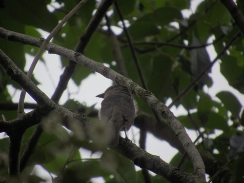 Crested Becard (Pachyramphus validus), photo 4