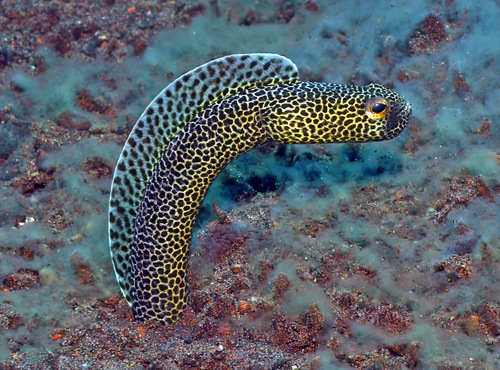 Taylor's garden eel (Heteroconger taylori) — Congridae — 3