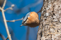 Sitta europaea caucasica