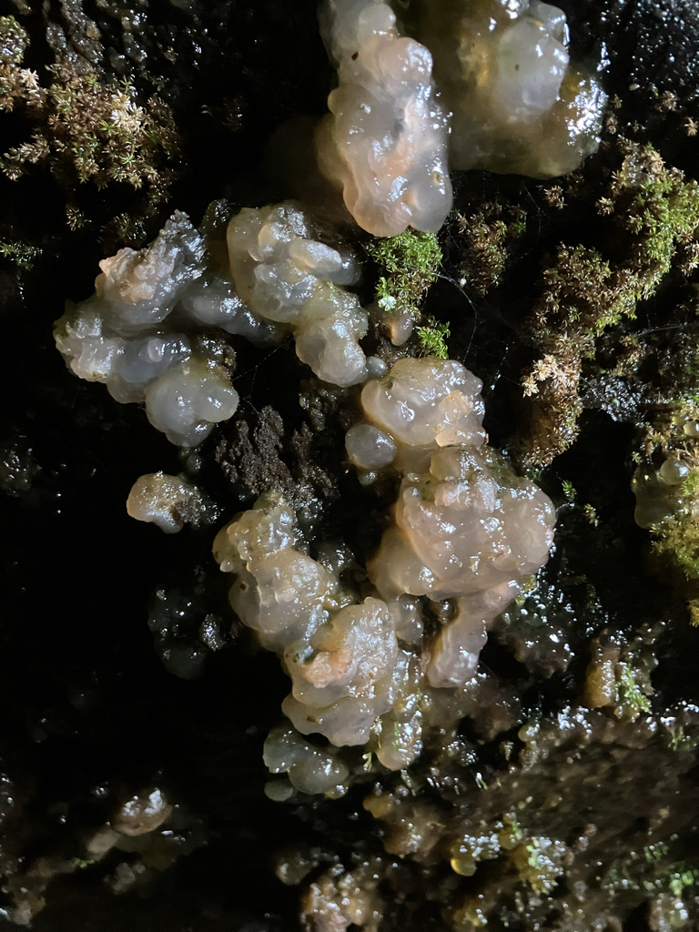 Myxarium nucleatum · January 2026 · photo: © anguspritchard (iNaturalist, cc-by)