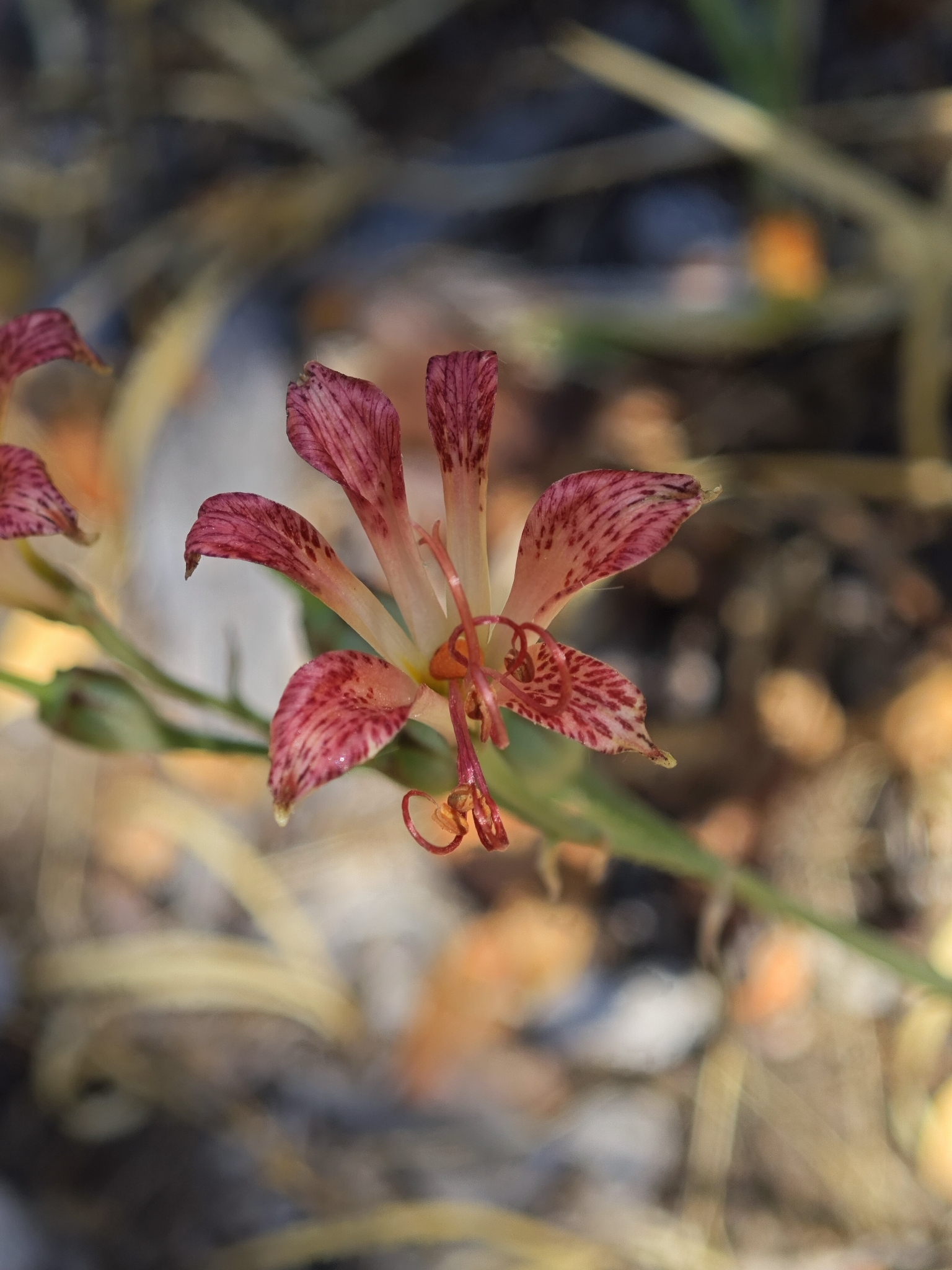 Peruvian lily