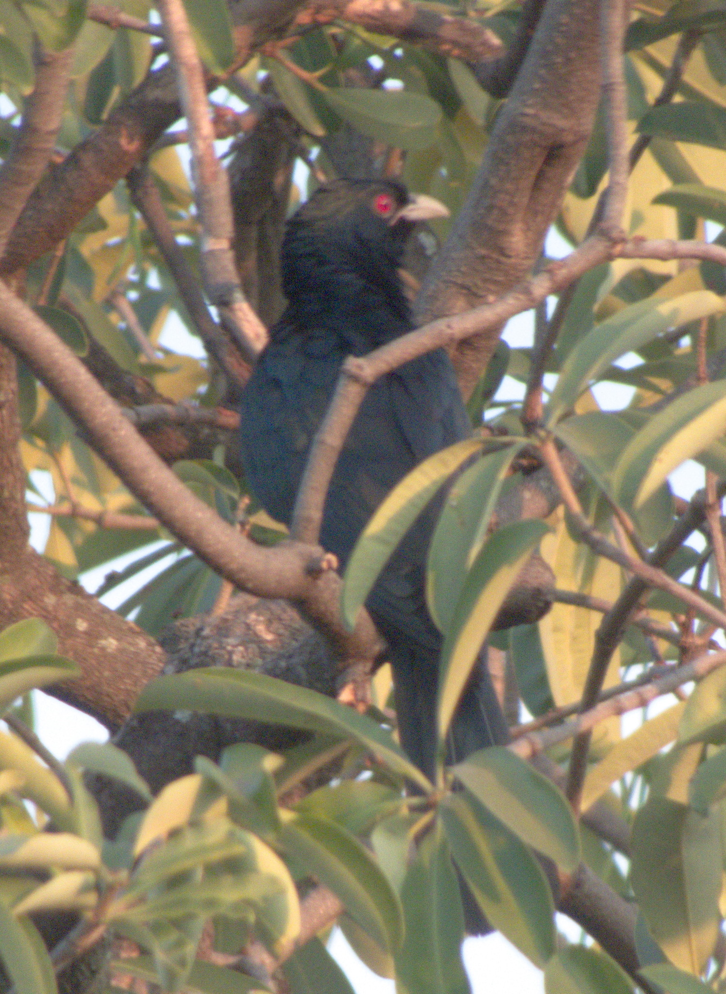 Asian Koel (Eudynamys scolopaceus), photo 6