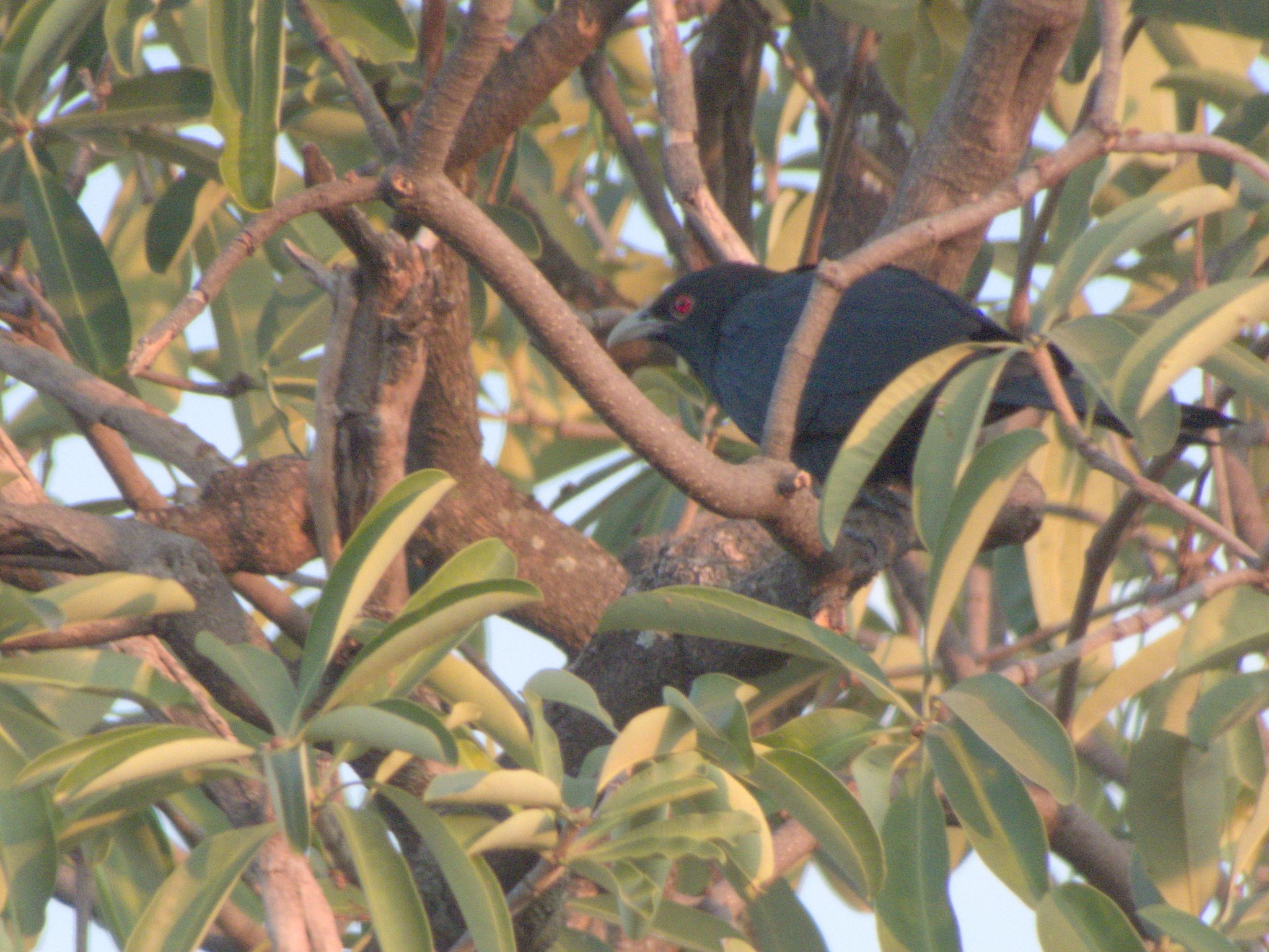 Asian Koel (Eudynamys scolopaceus), photo 8