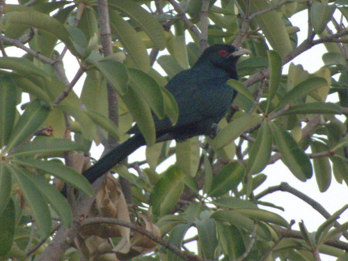 Asian Koel (Eudynamys scolopaceus), photo 7