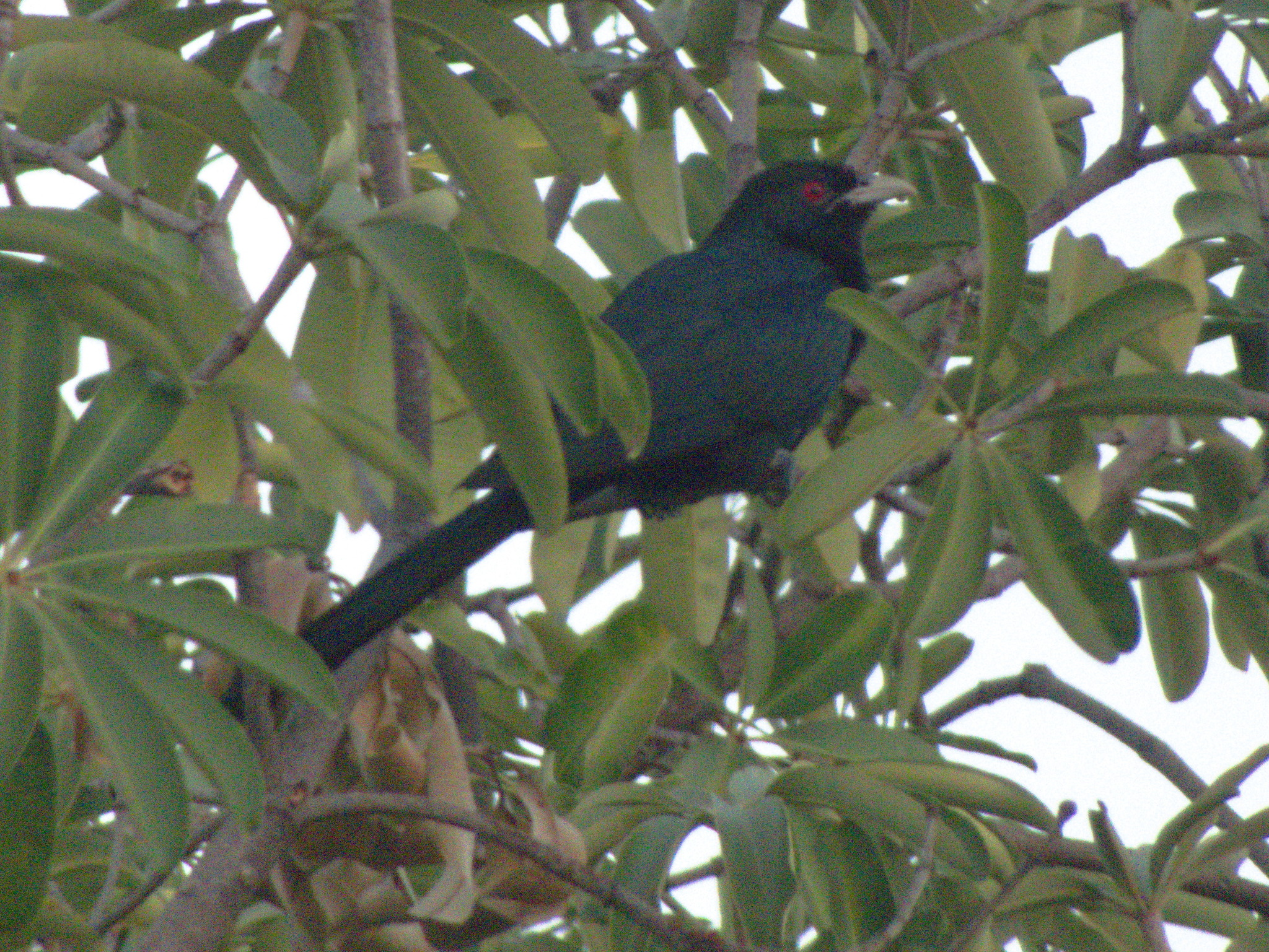 Asian Koel (Eudynamys scolopaceus), photo 7