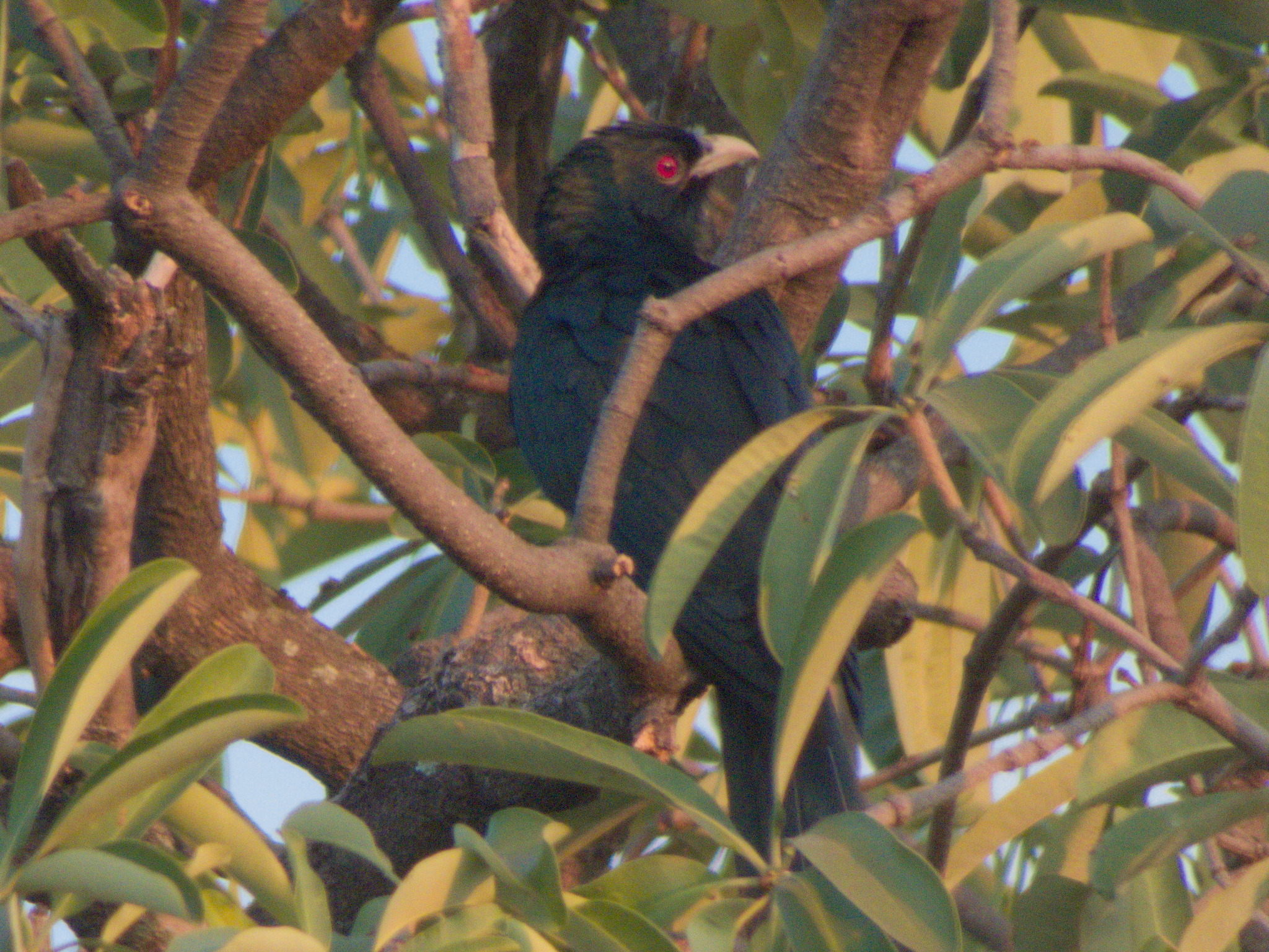 Asian Koel (Eudynamys scolopaceus), photo 9