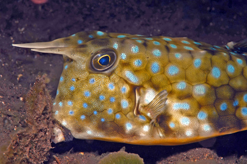 Longhorn Cowfish — seen at this dive site