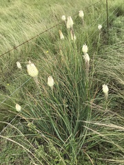 Kniphofia albescens