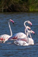 Phoenicopterus roseus