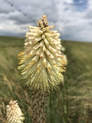 Kniphofia albescens