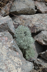 Artemisia rutifolia