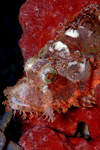 Tassled scorpionfish (Scorpaenopsis oxycephala) — Scorpaenidae