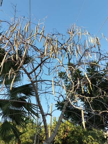 Foto de Moringa
