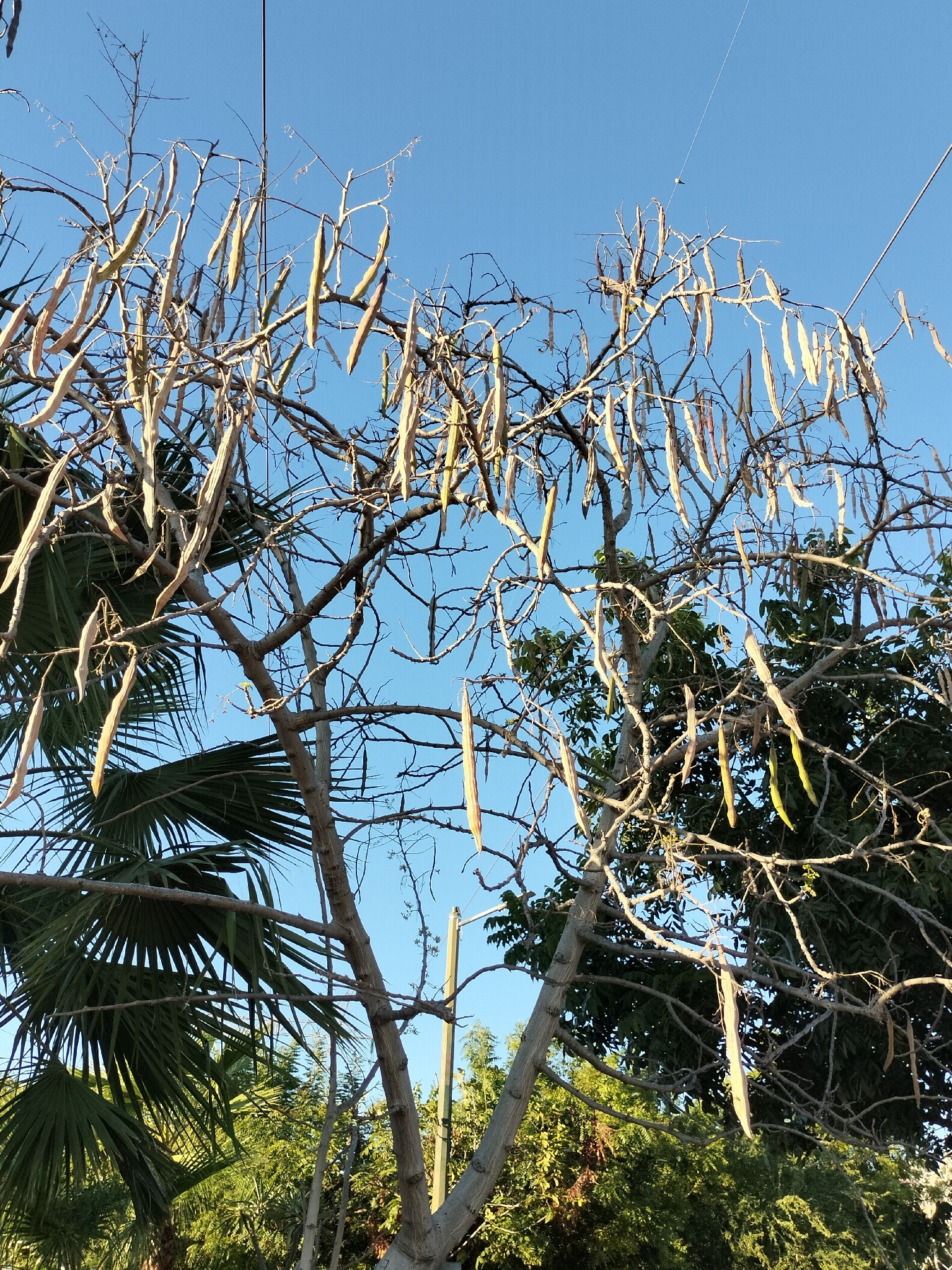 Imagem de Moringa