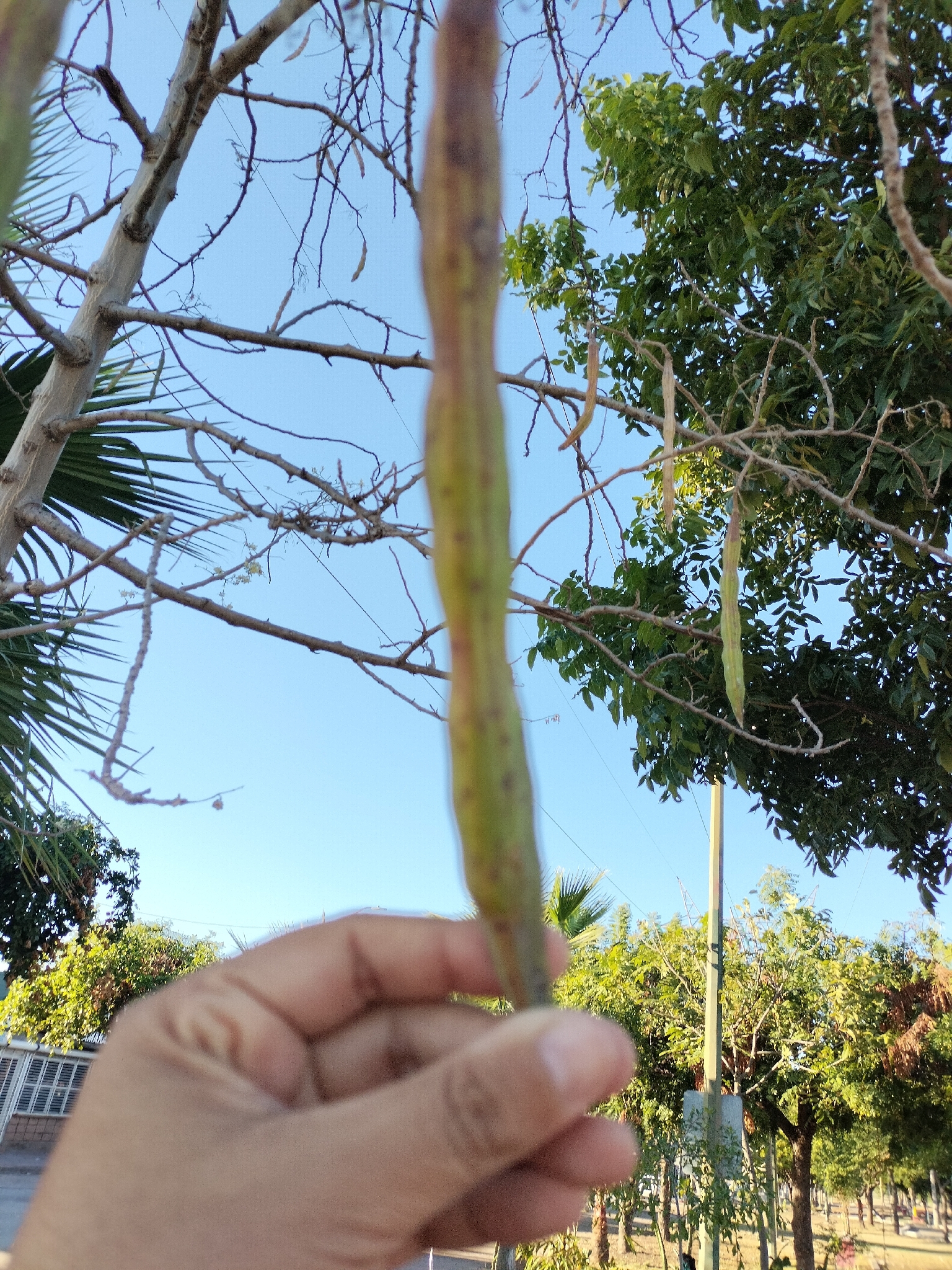 Imagem de Moringa