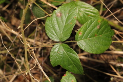 Rubus dasyphyllus