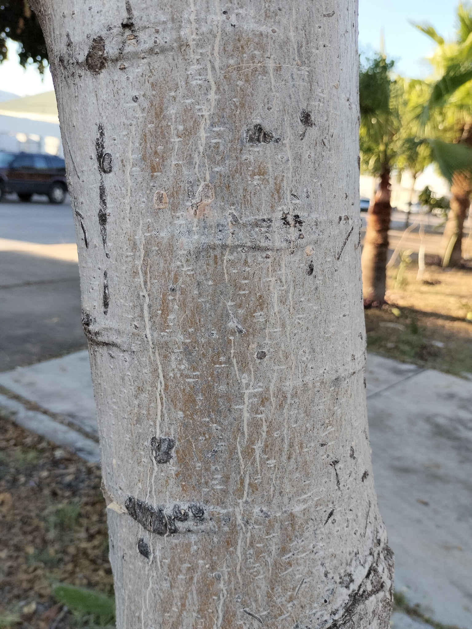 Imagem de Moringa