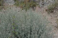 Artemisia rutifolia