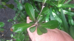 Corokia