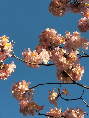 Handroanthus impetiginosum