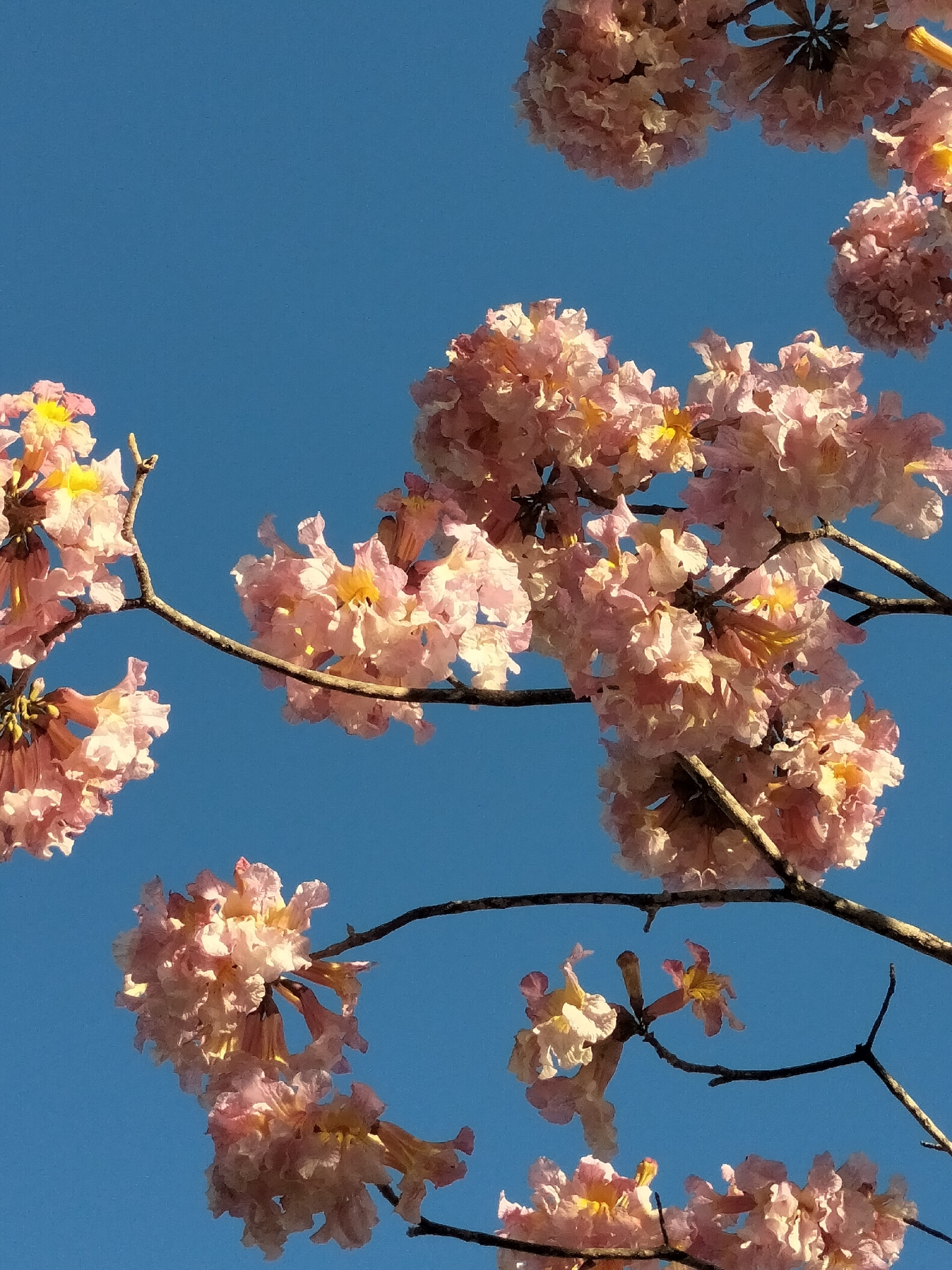 Handroanthus impetiginosum