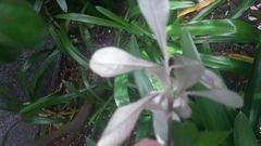 Corokia