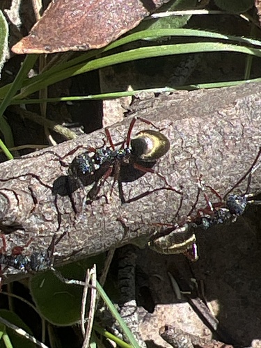 Double-Spined Dolly Ant photo 5