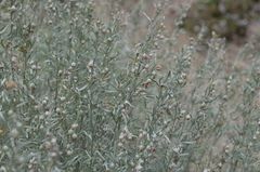 Artemisia rutifolia