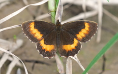 Pedaliodes phaea