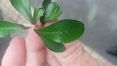 Corokia