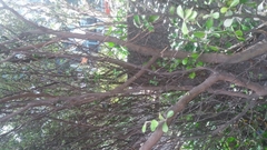 Corokia