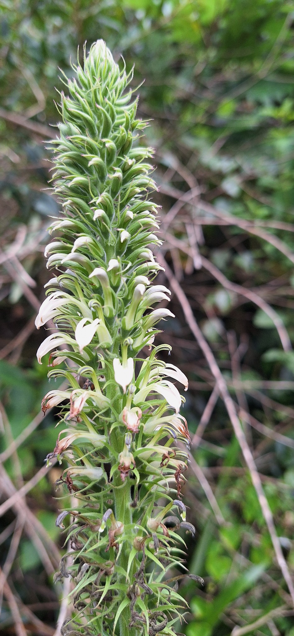 Lobelia hassleri