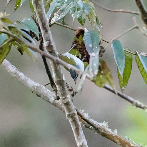 White-winged Warbler (Xenoligea montana), photo 2