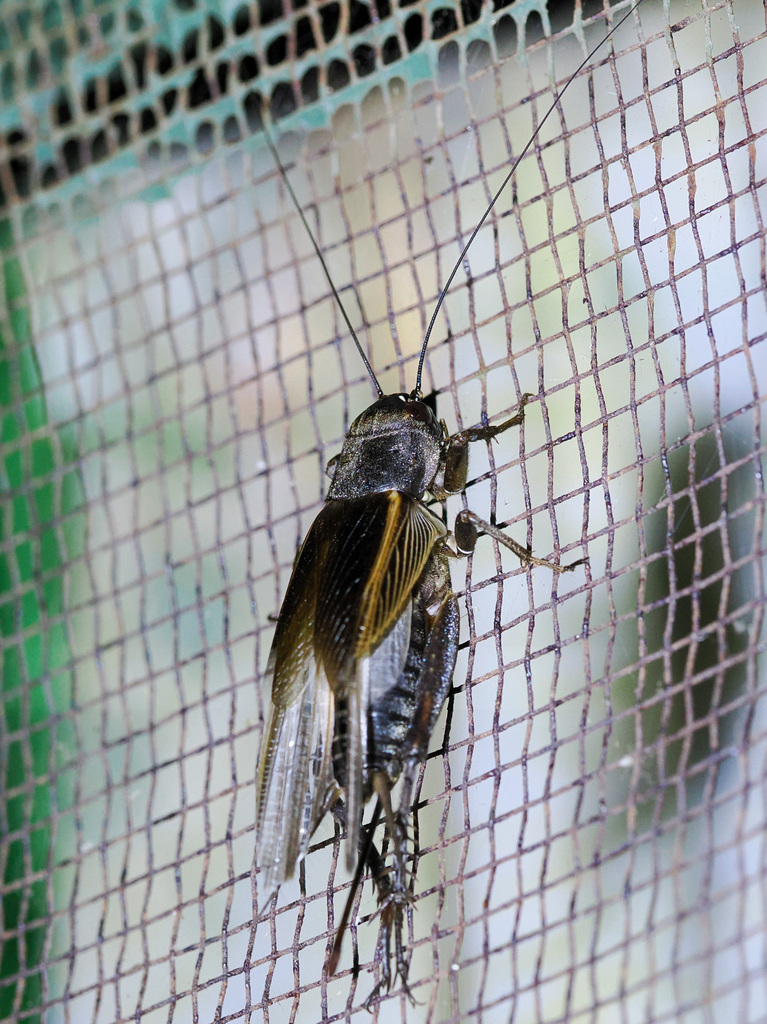 Jamaican field cricket