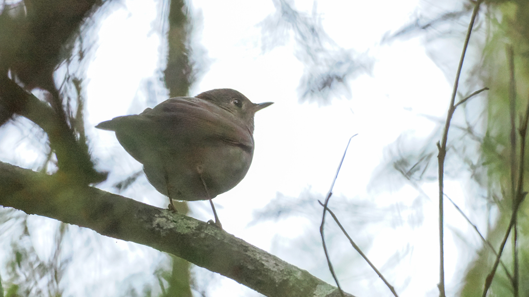 Bicknell's Thrush (Catharus bicknelli), photo 1