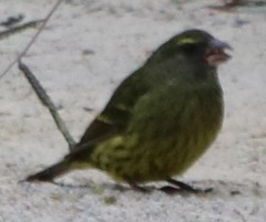 Crithagra scotops umbrosa