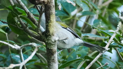 White-winged Warbler (Xenoligea montana), photo 7