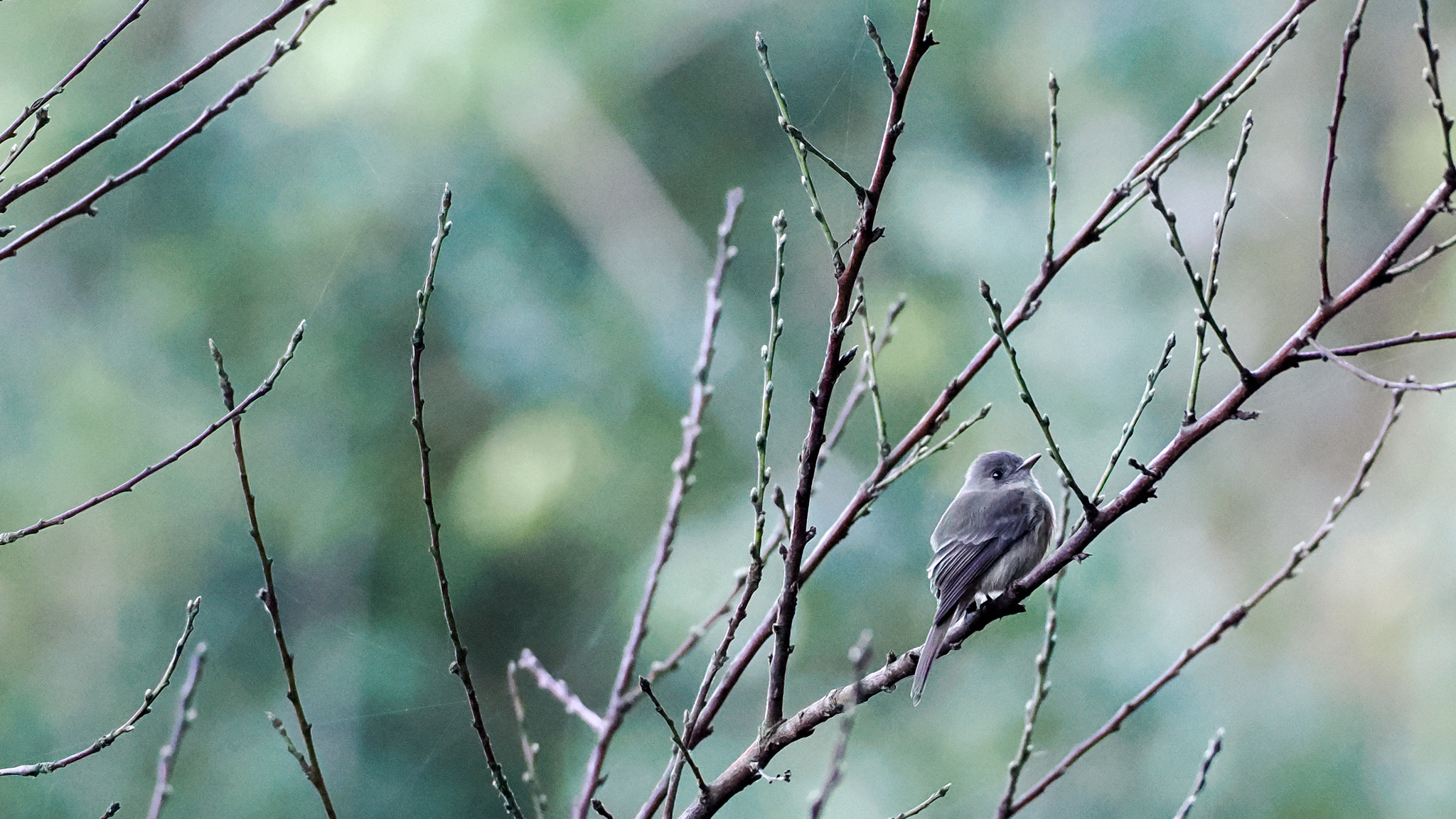 Hispaniolan Pewee (Contopus hispaniolensis), photo 1