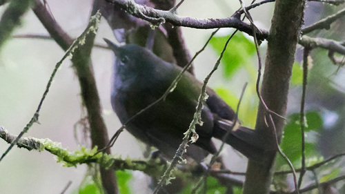 Green-tailed Warbler (Microligea palustris), photo 1