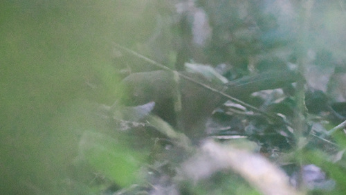 Western Chat-Tanager (Calyptophilus tertius), photo 3