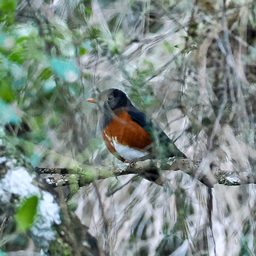 La Selle Thrush (Turdus swalesi)
