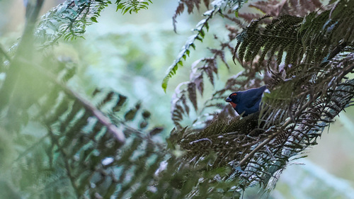 Greater Antillean Bullfinch (Melopyrrha violacea), photo 3