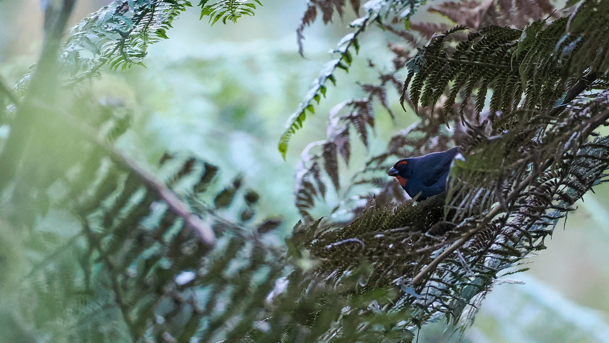 Greater Antillean Bullfinch (Melopyrrha violacea), photo 3