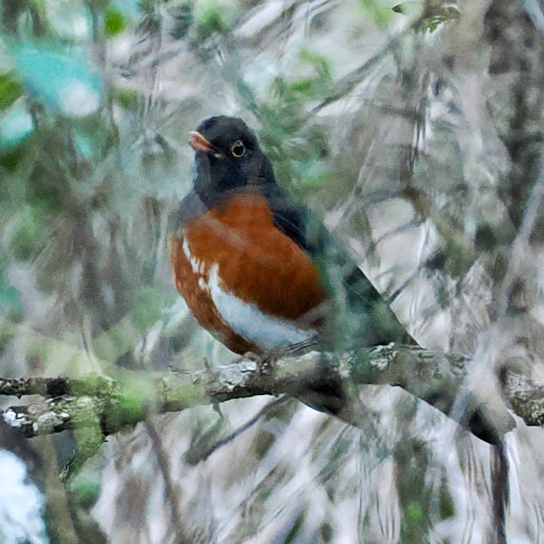 La Selle Thrush (Turdus swalesi), photo 2