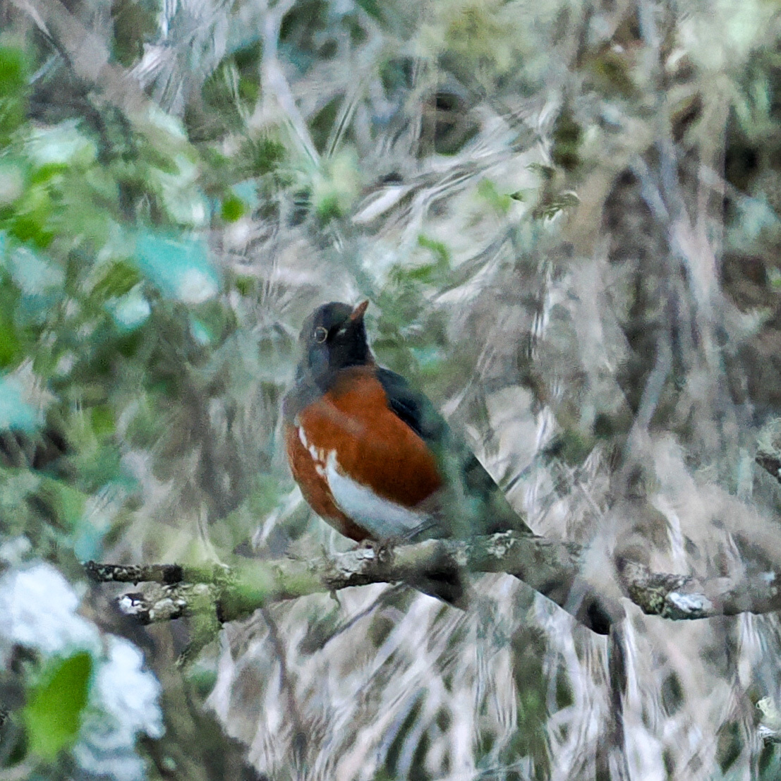 La Selle Thrush (Turdus swalesi), photo 3