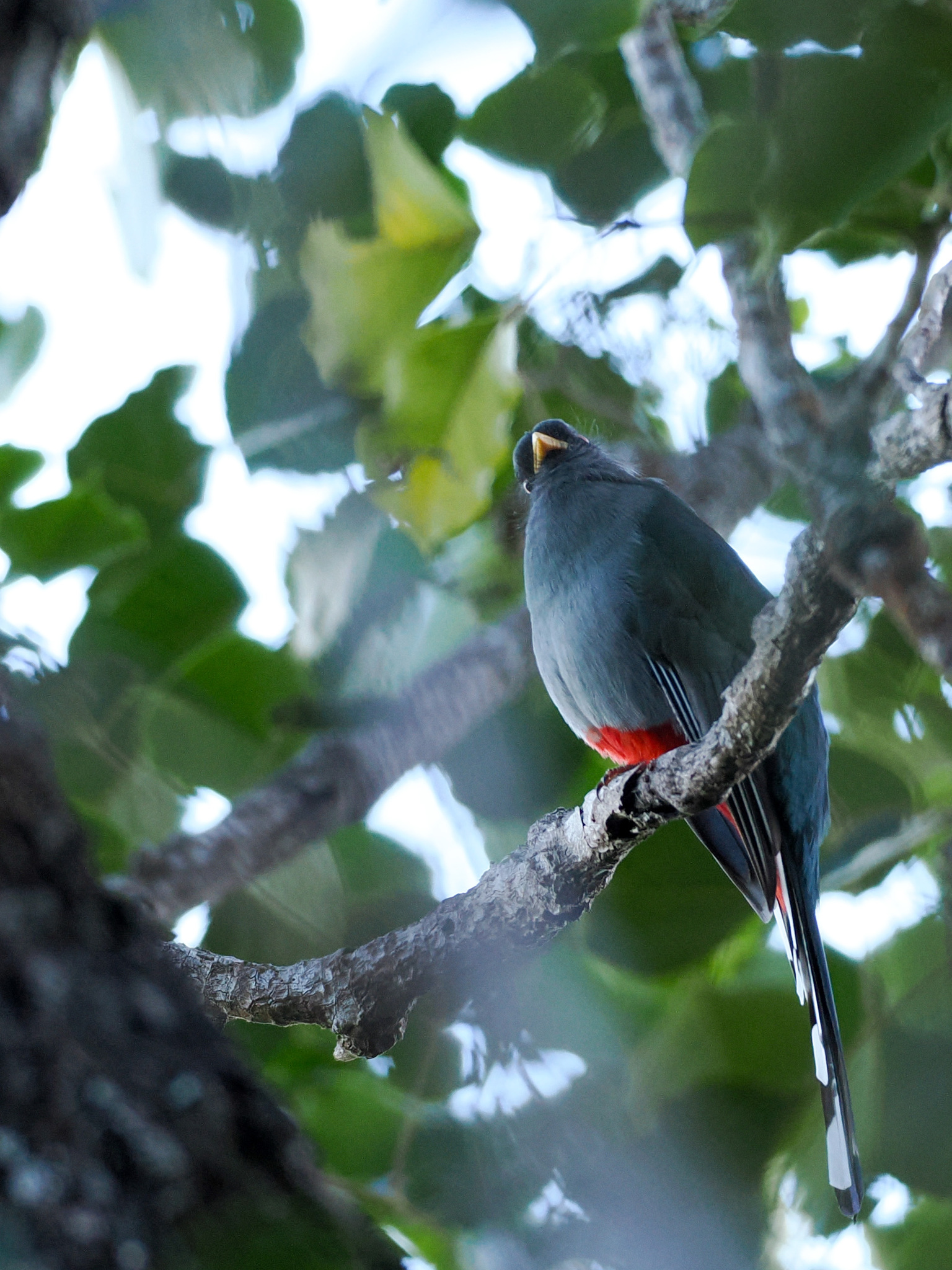 Hispaniolan Trogon (Priotelus roseigaster), photo 2