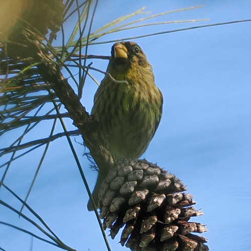 Antillean Siskin (Spinus dominicensis)