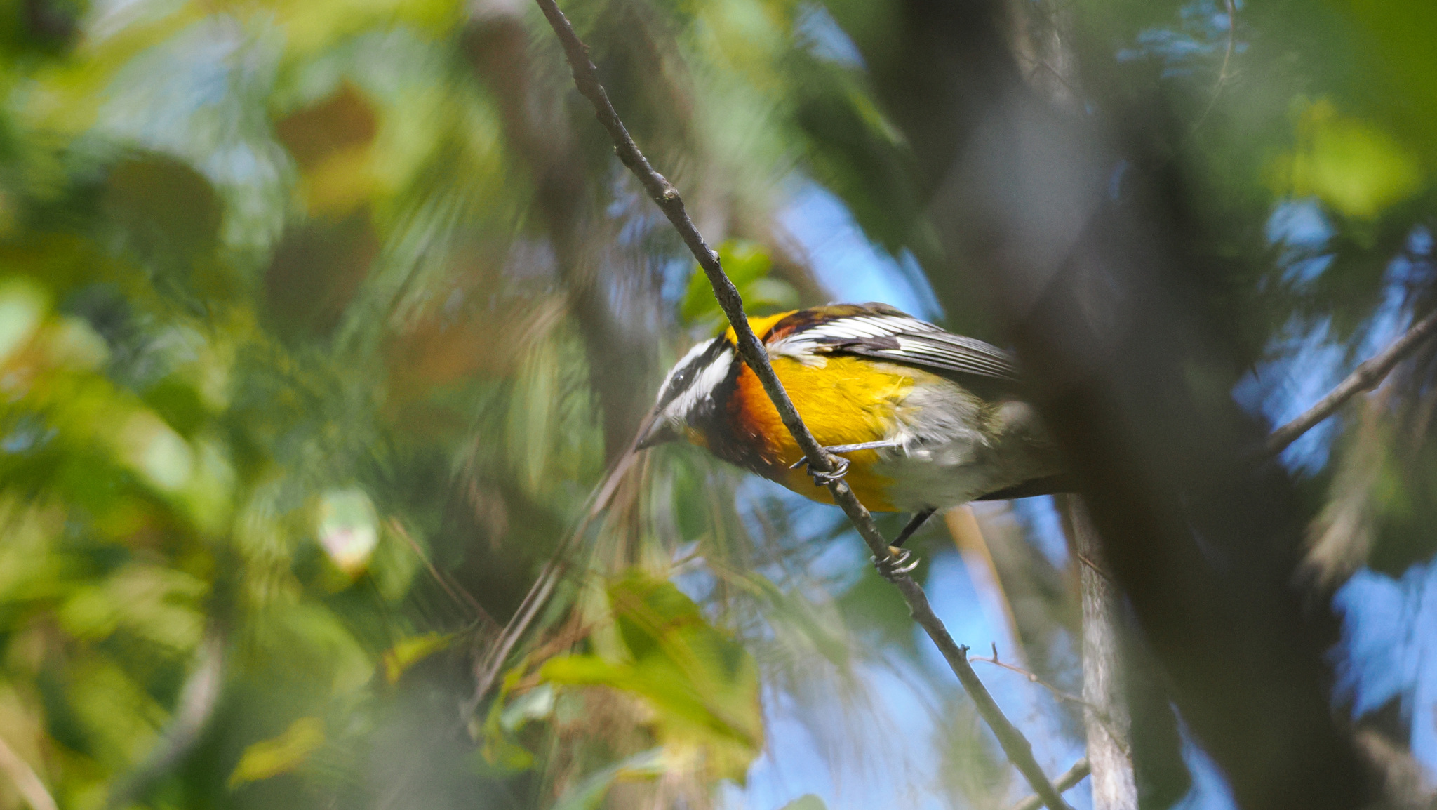 Hispaniolan Spindalis (Spindalis dominicensis), photo 2