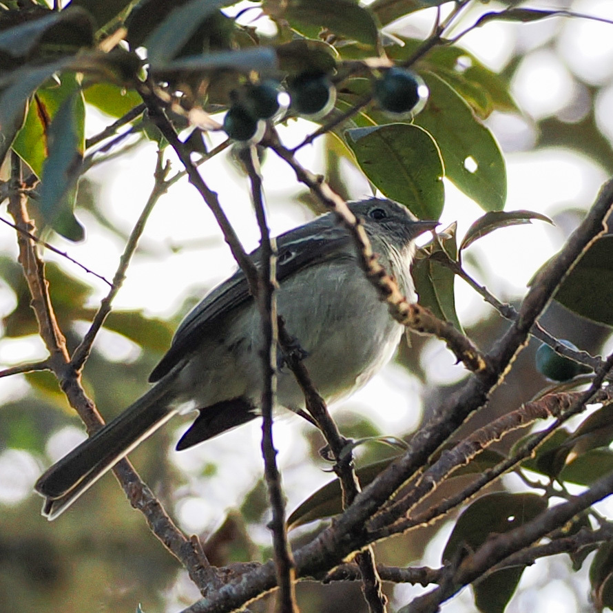 Hispaniolan Elaenia (Elaenia cherriei), photo 2