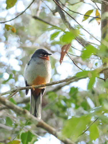 Rufous-throated Solitaire (Myadestes genibarbis), photo 5